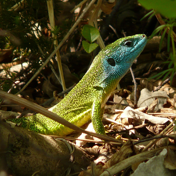 emerald-lizard-7099_1920