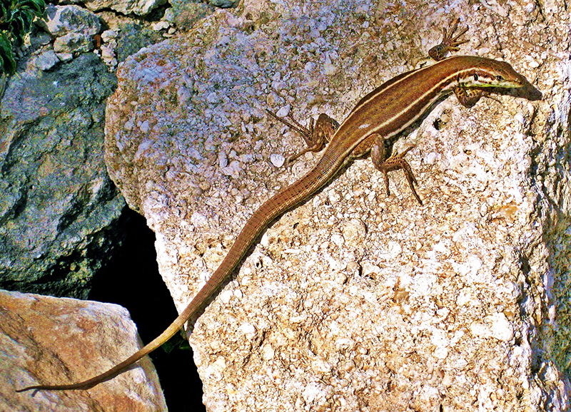 lizard-1230319_1920 lizard-1230319_1920