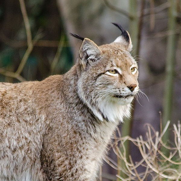 lynx-982863_1920