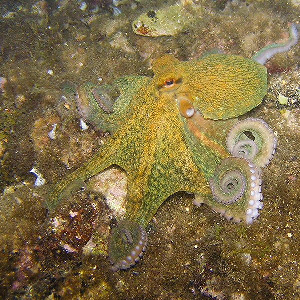 octopus-230009_1920