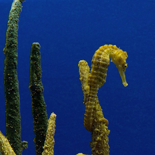 sea-horse-739242_1280