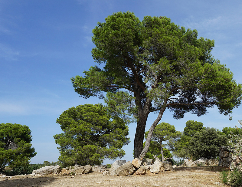 tree-2735177_1920 tree-2735177_1920
